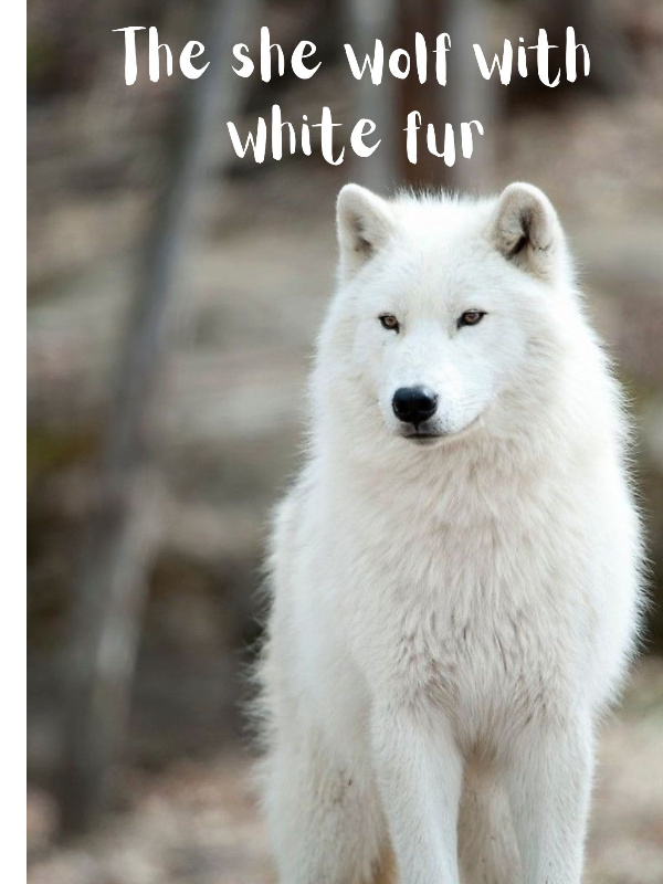 The she wolf with white fur